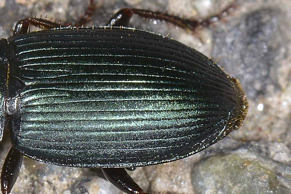 Harpalus?